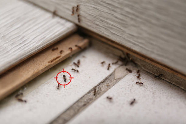 Andrews, SC Pest Control Company
