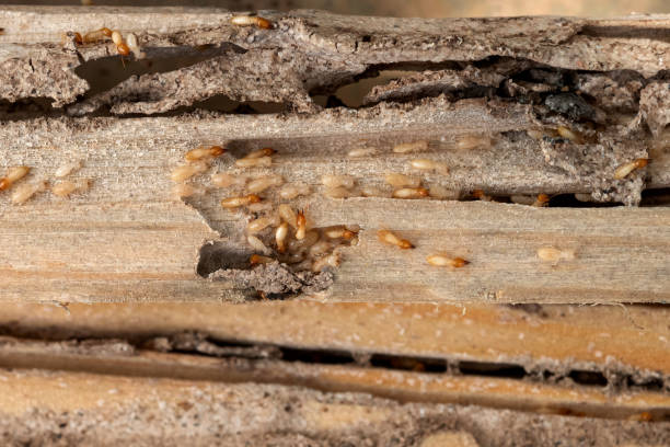 Best Emergency Pest Control  in Andrews, SC